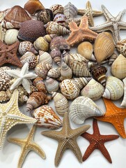 Sea Shells and Starfish