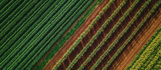 Aerial view of vibrant agricultural fields with green and brown striped rows and copy space for text.