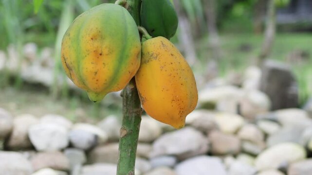 Papaya fruits ripening on lush trunk in agricultural landscape during harvest.