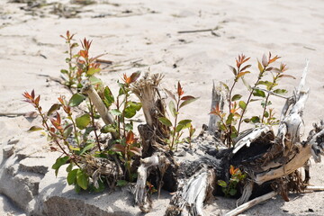 Wild plants growing on the beach.