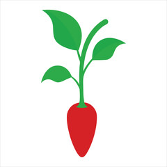 Pepper plant vector illustration