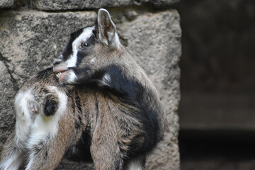 baby goat grooming himself