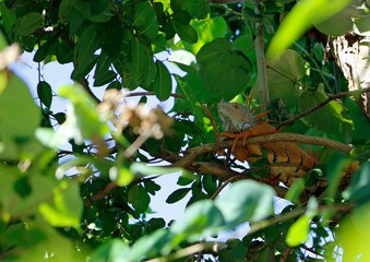 Lézard sur une branche d'arbre dans la forêt, Punta Cana