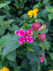 Vibrant Pink Lantana Blossoms in Lush Green Foliage A Natural CloseUp