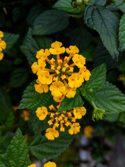 Lantana Camara Vibrant Yellow Blooms in Lush Green Foliage