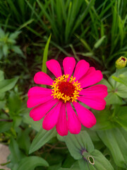 Obraz premium Vibrant Pink Zinnia Bloom in Lush Greenery A Vivid Floral Closeup