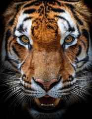 Fototapeta premium Close-up de la cara de un tigre de bengala rugiendo de frente a camara