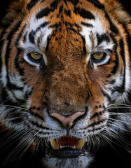 Close-up de la cara de un tigre de bengala rugiendo de frente a camara