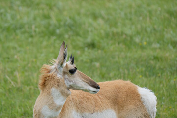Pronghorn Antelope on the great plains of North America in the state of South Dakota