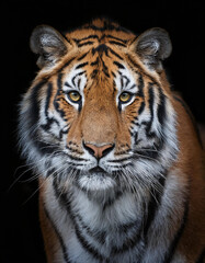 Fototapeta premium Retrato de la cara de un tigre de bengala mirando de frente sobre fondo negro