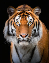 Fototapeta premium Retrato de la cara de un tigre de bengala mirando de frente sobre fondo negro