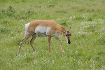 Pronghorn Antelope on the great plains of North America in the state of South Dakota