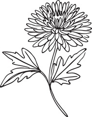 Aster Flower Line Art in Clean Vector Illustration