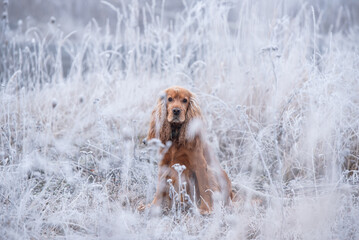 Cocker spaniel angielski na śniegu, portret.  © Elżbieta Kaps