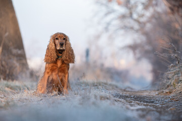 Cocker spaniel angielski na śniegu, portret.  © Elżbieta Kaps