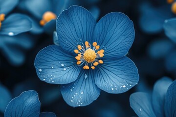 A Single Blue Flower With Dew Drops