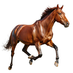 Obraz premium A running brown horse, isolated on a white background, showcasing its strength and motion with