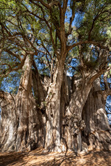 Majestic Tree of Tule, Oaxaca, Mexico