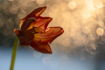 Tulipany, wiosenne tło, dekoracja wnętrz. © Elżbieta Kaps