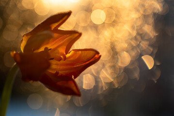 Tulipany, wiosenne tło, dekoracja wnętrz. © Elżbieta Kaps