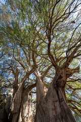 Majestic Tree of Tule, Oaxaca, Mexico