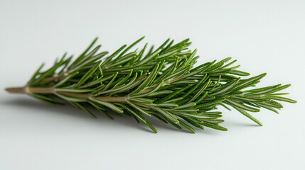 Fototapeta premium Fresh rosemary sprig on a clean white background captured 