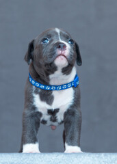 american staffordshire terrier puppy 
