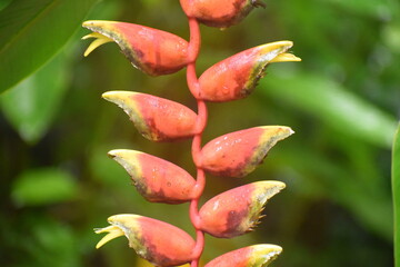 red and yellow flower