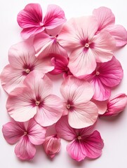 Pink Flowers Close Up