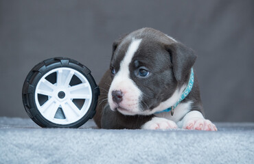 funny cute american staffordshire terrier puppy 