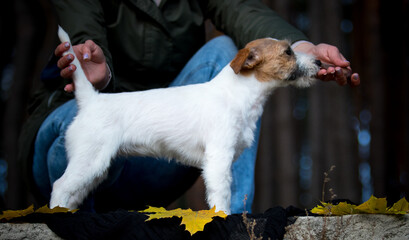 cute jack russell terrier outdoors