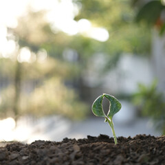 Small growing plant vegetable growing