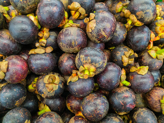 Mangosteen Abundance A Rich Harvest of Dark Purple Fruits