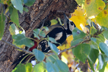 Great Spotted Woodpecker (Dendrocopos major) - Found in forests, woodlands, and parks across Europe and Asia.