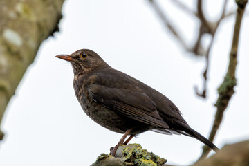 Fototapeta premium Blackbird (Turdus merula) - Commonly found in woodlands, gardens, and parks in Europe and Asia.
