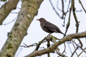 Blackbird (Turdus merula) - Commonly found in woodlands, gardens, and parks in Europe and Asia.