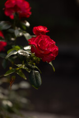 red rose on black background