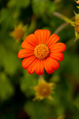 orange flower in the garden