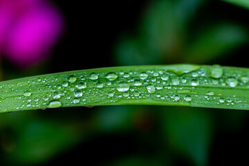water drops on leaf