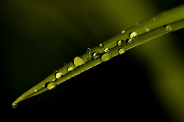 grass with dew