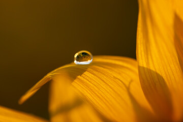 dew on sunflower at sunset