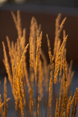 golden wheat field in summer