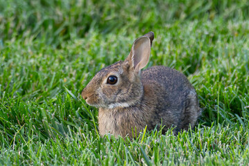 rabbit in grass