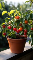 fruitful red cherry fruit tree grow in pot 