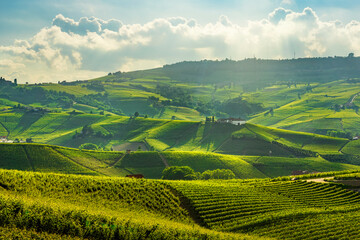 Obraz premium Langhe vineyards view near Barolo villages, Piedmont, Italy