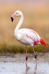 Obraz premium Graceful flamingo stands elegantly in shallow water under a soft lavender sunset, showcasing vibrant coral-pink feathers
