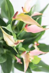 Obraz premium Close-up of pink anthurium flowers with green leaves. Ideal for floral magazines, editorial layouts, or product designs featuring tropical plants and botanical themes.
