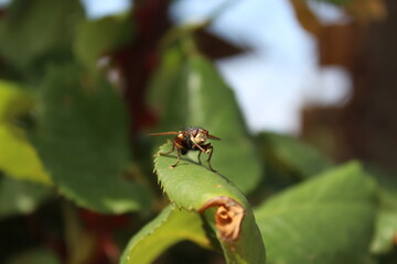 Insecte qui se frotte les pattes