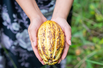 Close-up of hands holding freshly harvested cocoa