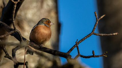 Common chaffinch (Fringilla coelebs) perched on a branch